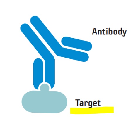 Antibody binding to a target protein