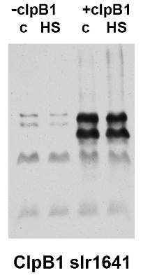western blot detection of slr1641 protein