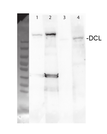 western blot using anti-DCL3 antibodies