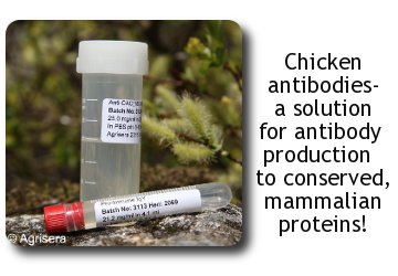 Chicken antibodies - a solution for antibody production to conserved mammalian proteins