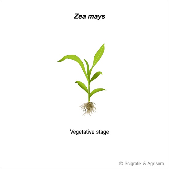 Free image of maize in vegetative stage