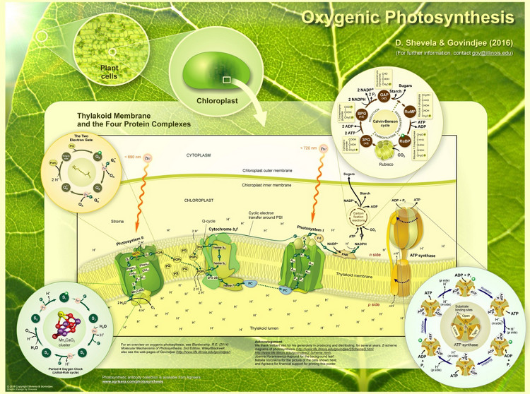 Oxygenic Photosynthesis Poster 2016