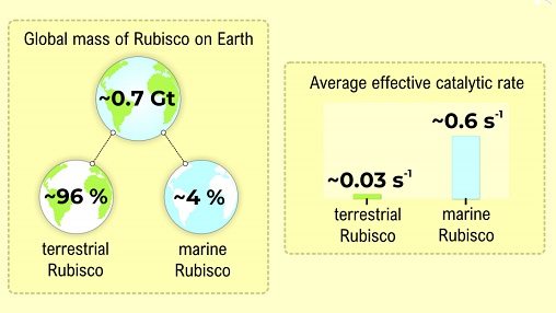 Rubisco Amount on Earth