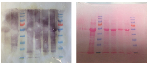 Western blot optimisation - before and after