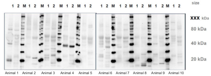 Pre-immune serum screening in Western blot