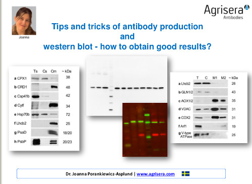 Agrisera antibody production and western blot workshop