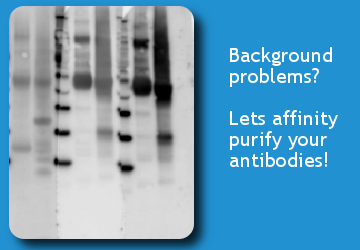 Antibody background problems?
