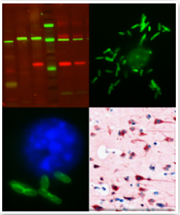 antibodies for animal cell biology
