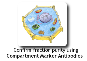 Plant fraction purifty confirmation