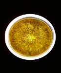 diatoms