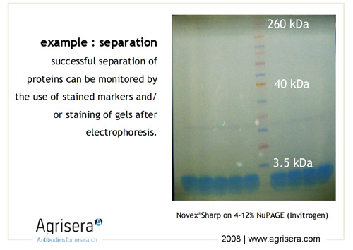 Furthermore, these hydrophilic PVDF membrane filters bind far less protein than nylon, nitrocellulose or PTFE membranes found in similar syringe filters and .