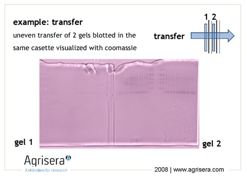 sample western for preparation blot