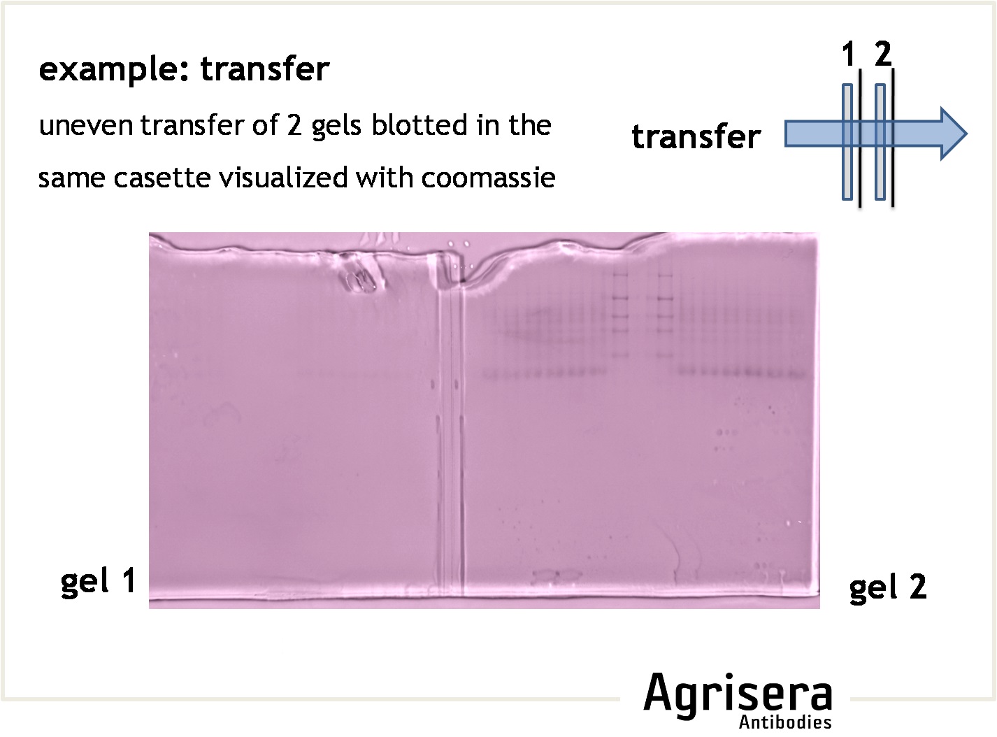 efficiency of protein transfer from a gel