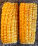 Zea mays 