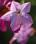 Nicotiana sp.