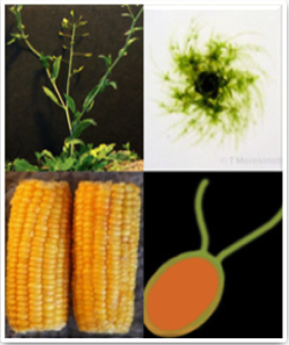 antibodies for plant and algal cell biology