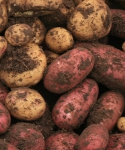 Potato