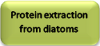 Protein extraction from diatoms