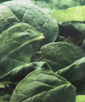 Spinacia oleracea