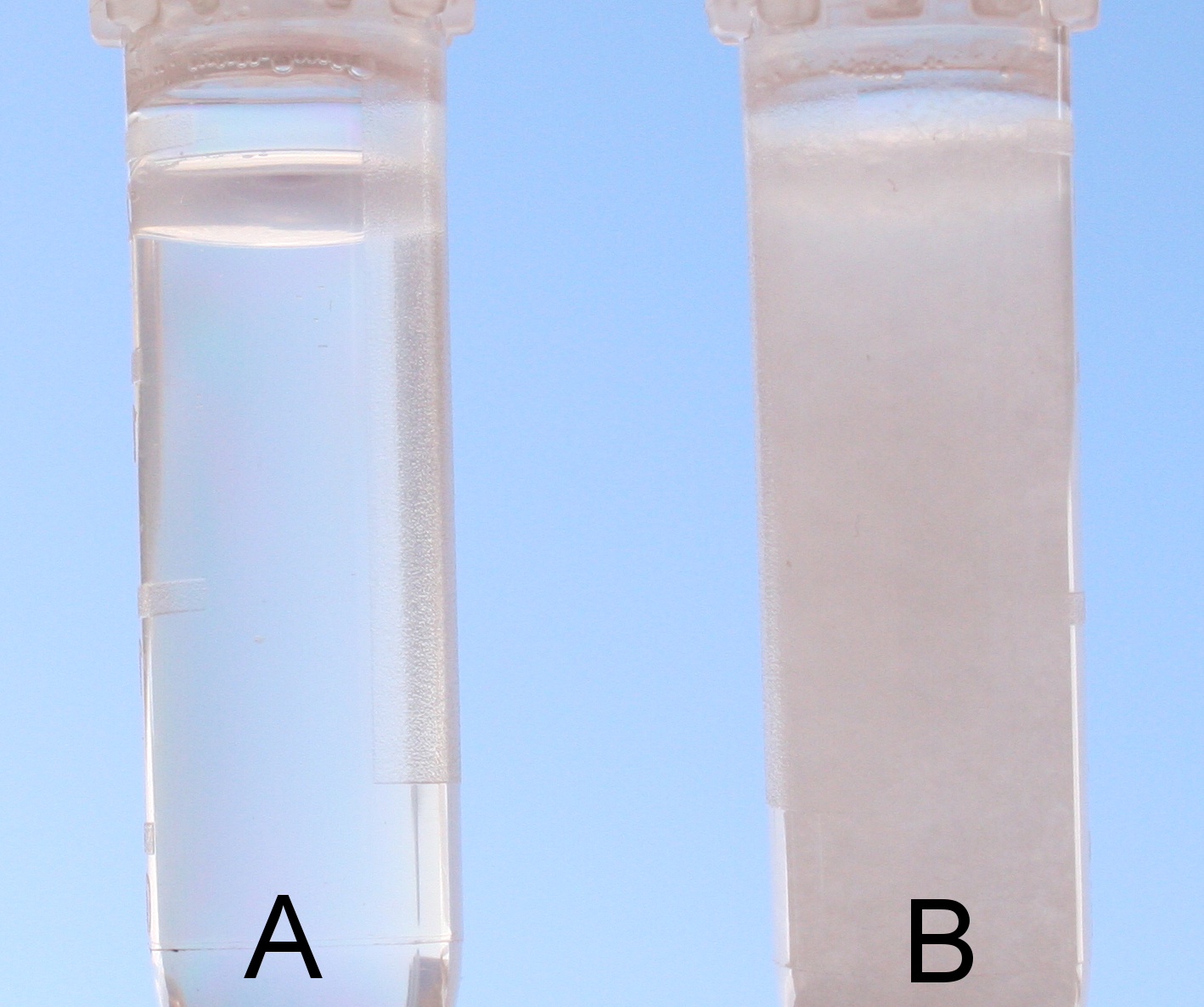 Agrisera Protein Extration Buffer vs SDS contatining extraction buffer