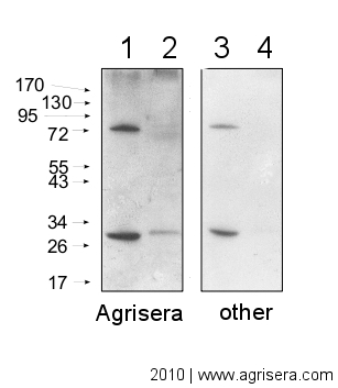 secondary antibody comparison