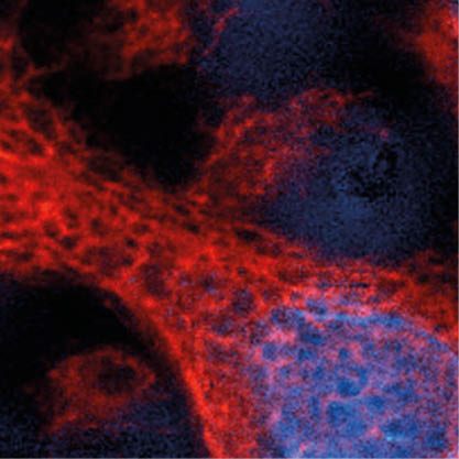 Antibodies Human Cell Biology