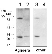 Agrisera Secondary Antibody Blot