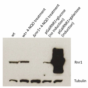 Rnr1 | Ribonucleoside-diphosphate reductase large subunit (Affinity Purified)