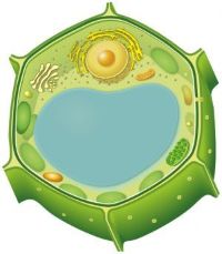 Plant Cell Compartment Antibody Marker Set | 5 antibodies in the group Antibodies for Plant/Algal / Global Antibodies at Agrisera AB (Antibodies for research) (SA000002)