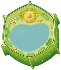 Plant Cell Compartment Antibody Marker Set | 10 antibodies in the group Antibodies Plant/Algal  / Arabidopsis thaliana  at Agrisera AB (Antibodies for research) (SA000003)
