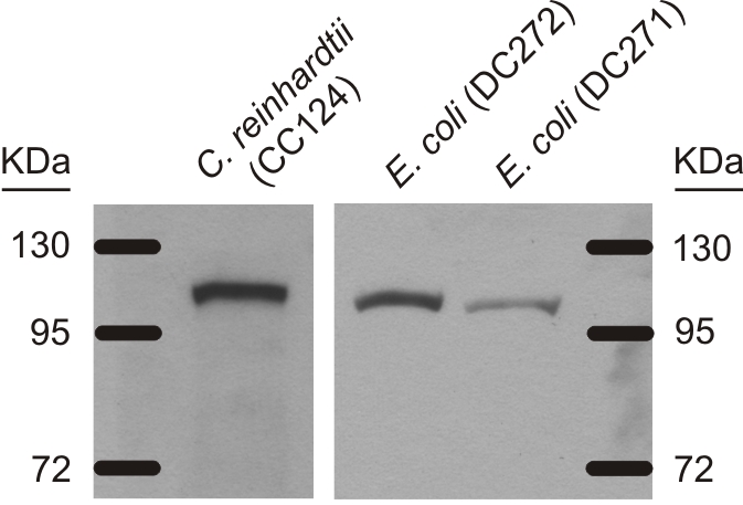 western blot detection using anti-bacterial ADH antibodies