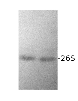 western blot using anti-RPN10 antibody