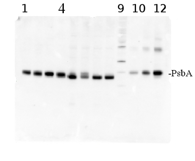 quantitative western blot