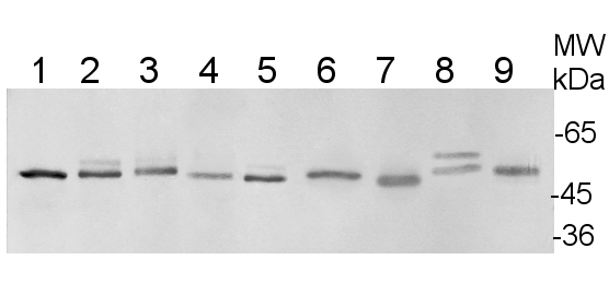 western blot using plant anti-UGPase antibodies