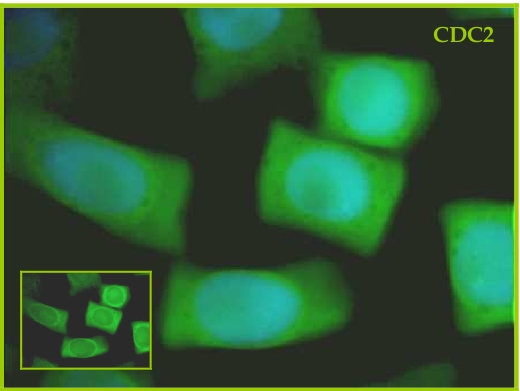 CDC2 immunolocalization in plant tissue