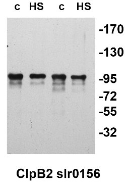 western blot detection of slr0156 protein in cyanobacteria