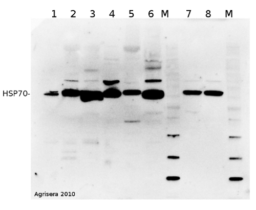 western blot detection of HSP70 invarious animaltissues