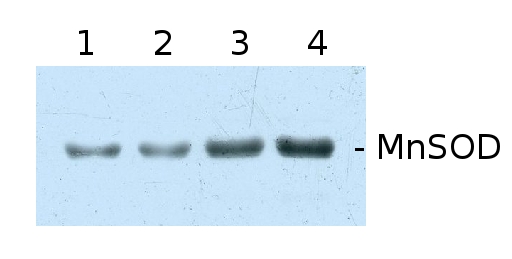 western blot using anti plant MnSOD antibody