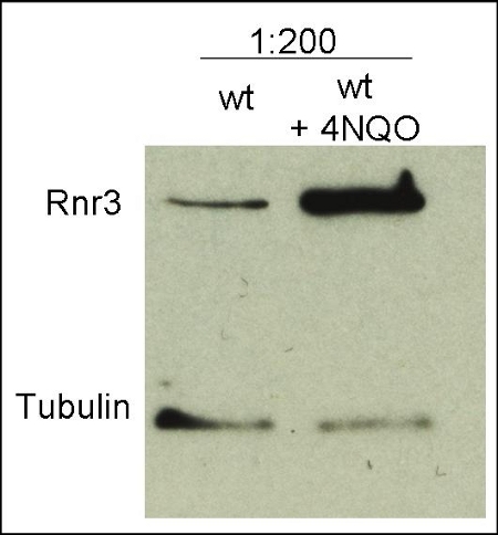 western blot using anti-Rnr3 antibodies