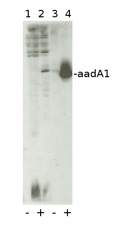 western blot using aadA1 antibodies