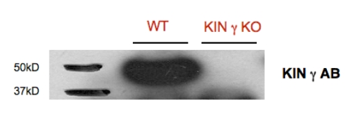 western blot using anti-KIN gamma antibodies