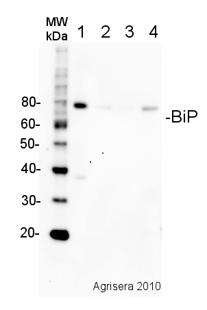 western blot detection of plant BiP using goat antibodies