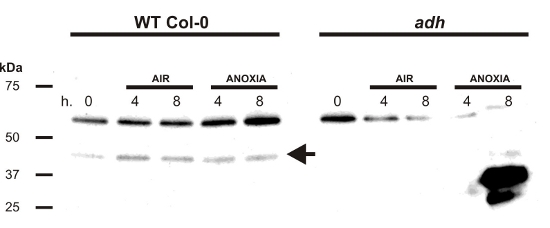 western blot using anti-plant ADH antibodies