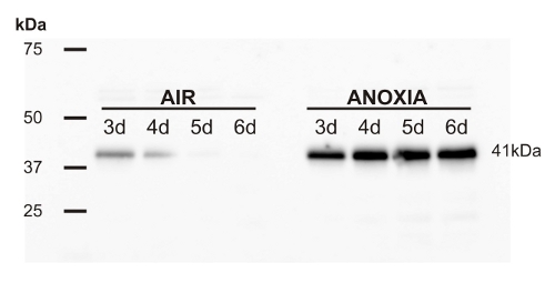 western blot detection of alcohol dehydrogenase in rice