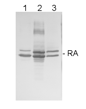 western blot using Rubisco activase antibody