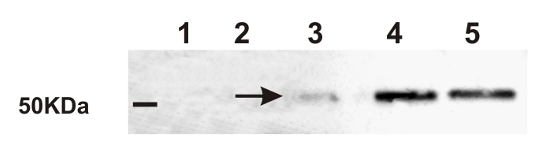 western blot detection of Ramy3D in rice