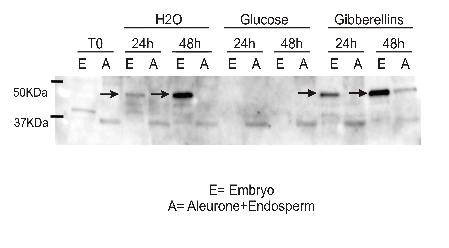 western blot detection of RAmy3D in rice