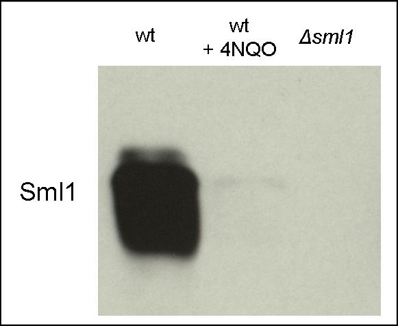 western blot detection of Sml1