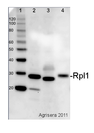 western blot detection using cyanobacterial anti-Rpl1 antibody