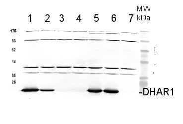 western blot using DHAR1 antibodies